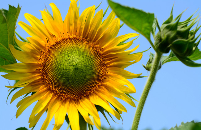 Обои картинки фото цветы, подсолнухи, лепестки