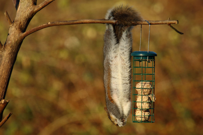 Обои картинки фото животные, белки, кормушка, ветка, висит, белка