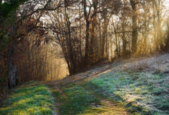 Картинка природа дороги тропинка лес