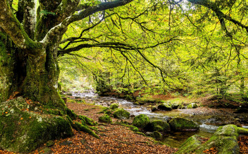 Картинка природа реки озера река лес