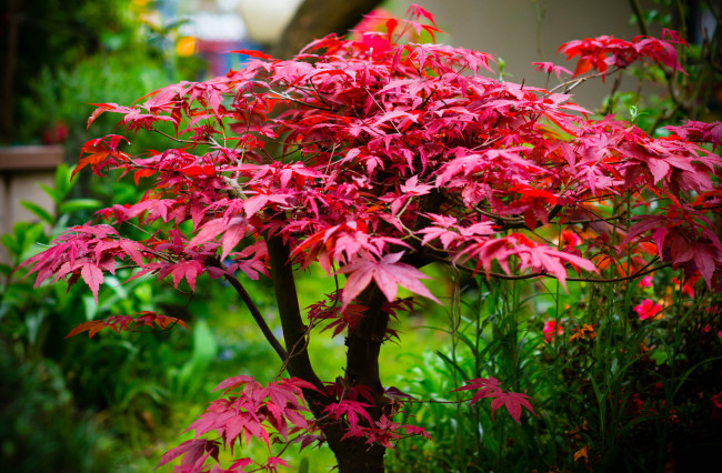 Обои картинки фото природа, деревья, дерево, клен, краски, листья