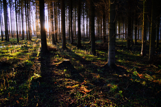 Обои картинки фото природа, лес, ельник