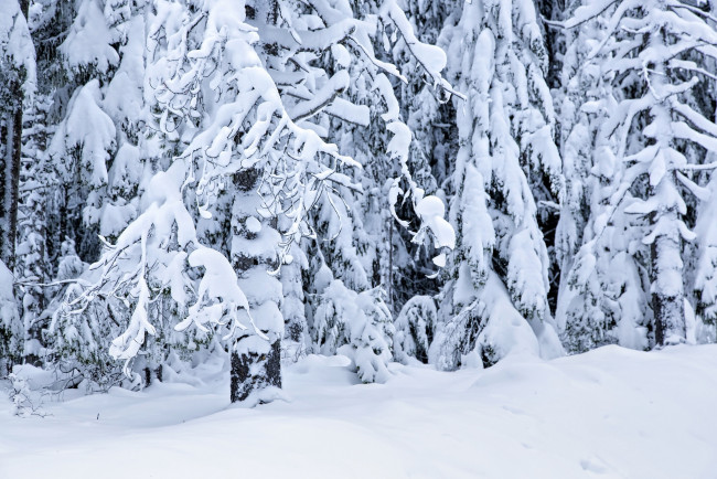 Обои картинки фото природа, зима, снег, деревья, лес