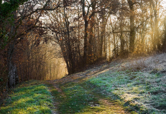 Обои картинки фото природа, дороги, тропинка, лес