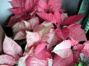 обоя цветы, пуансеттия, рождественская, звезда