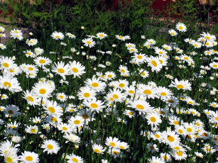 Картинка цветы ромашки много