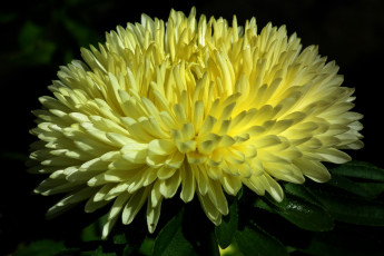 Картинка цветы астры желтый