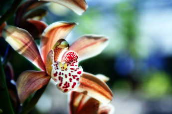 Картинка цветы орхидеи пестрый