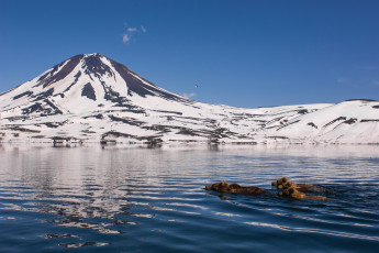 Картинка животные медведи заплыв камчатка природа горы снег вода