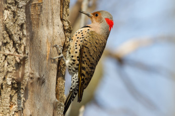 Картинка животные дятлы птица дятел хвост клюв дерево