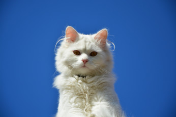 Картинка животные коты кот глаза