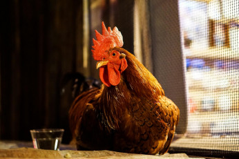 Картинка животные куры +петухи петух