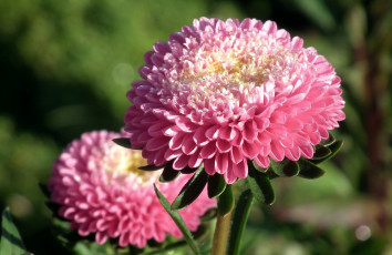Картинка цветы астры розовый
