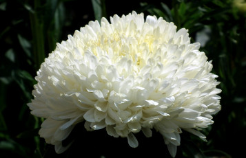 Картинка цветы астры белый