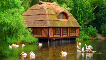 Картинка животные пеликаны птицы пруд