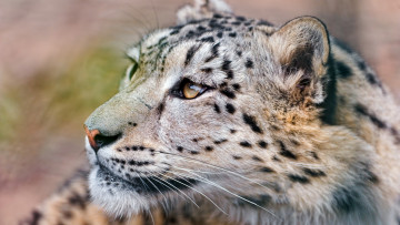 Картинка животные снежный+барс+ ирбис голова зверь хищник барс