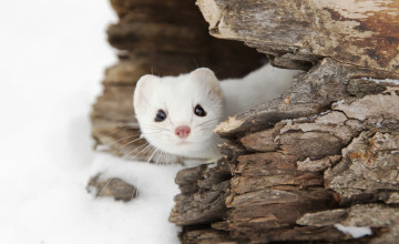 Картинка животные хорьки +куницы +горностаи +ласки +соболи скала камни горностай зима снег