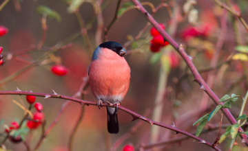 Картинка животные снегири ягоды ветки снегирь птица