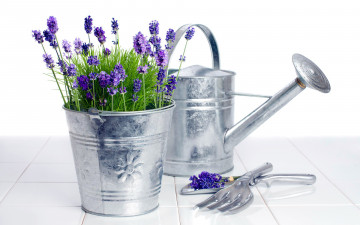 Картинка цветы лаванда ведро лейка лиловый