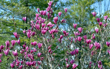 Картинка цветы магнолии бутоны