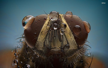 Картинка муха животные насекомые насекомое