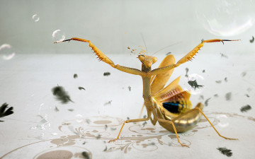 Картинка разное компьютерный+дизайн пузыри рыбки перья богомол