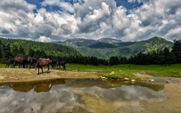 Картинка животные лошади горы река
