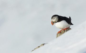 Картинка животные тупики склон камни снег птица тупик