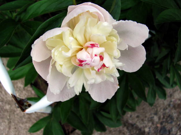 Обои картинки фото цветы, пионы, макро