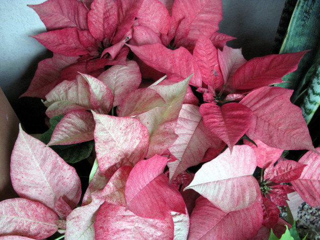 Обои картинки фото цветы, пуансеттия, рождественская, звезда