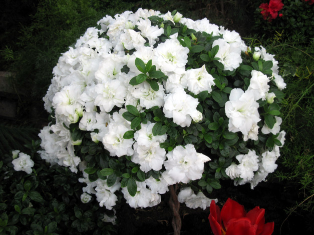 Обои картинки фото цветы, рододендроны , азалии, белый