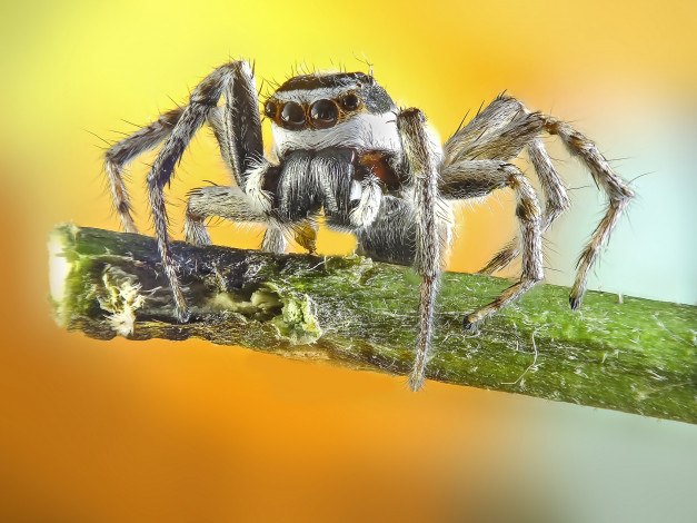 Обои картинки фото животные, пауки, паучок