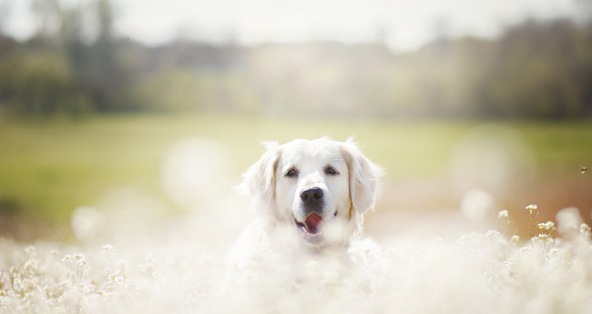 Обои картинки фото животные, собаки, друг, взгляд, собака