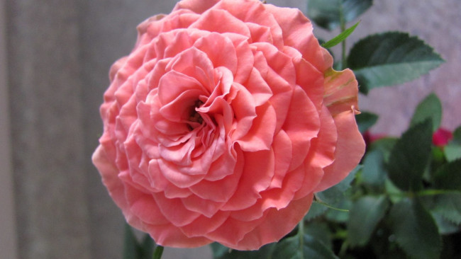 Обои картинки фото цветы, розы, розовый