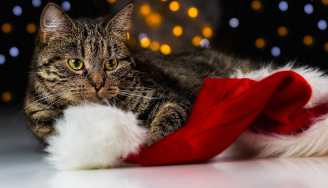 Обои картинки фото животные, коты, шапка, полосатый, кот