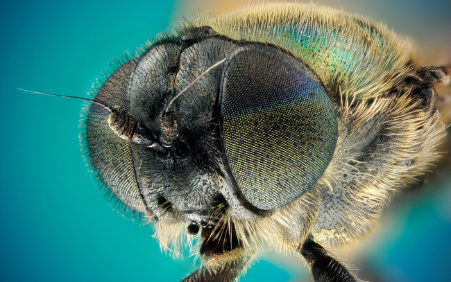 Обои картинки фото муха, животные, насекомые, насекомое