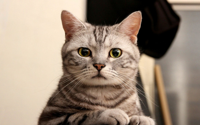 Обои картинки фото животные, коты, полосатая, взгляд, кошка, кот