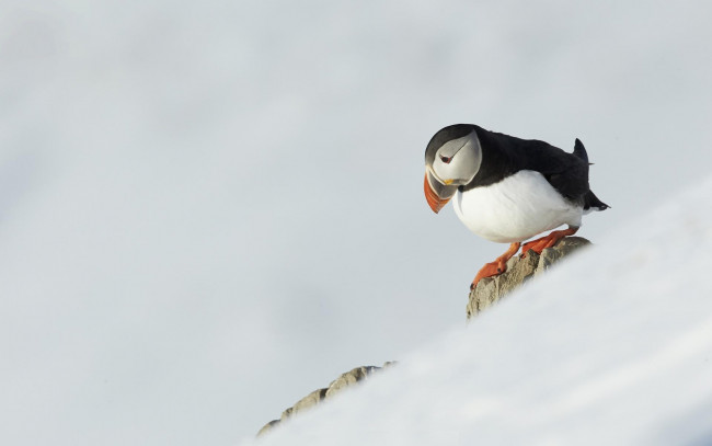 Обои картинки фото животные, тупики, склон, камни, снег, птица, тупик