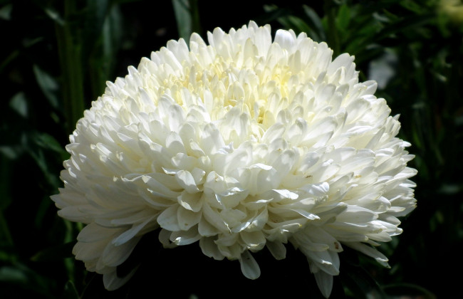 Обои картинки фото цветы, астры, белый