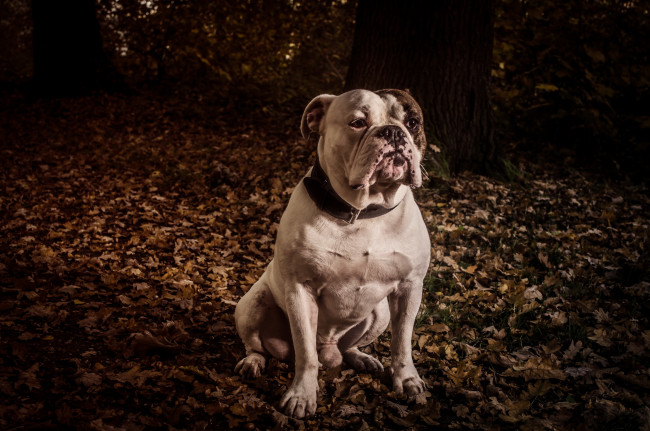 Обои картинки фото животные, собаки, взгляд, собака