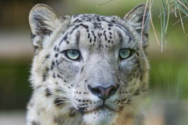 Обои картинки фото животные, снежный барс , ирбис, хищник