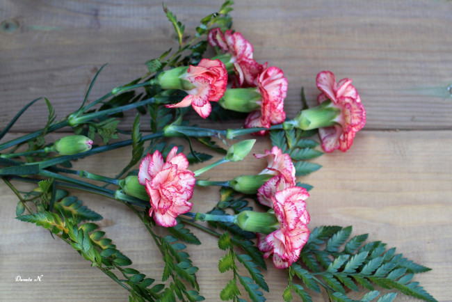 Обои картинки фото цветы, гвоздики, пестрый