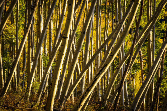 Обои картинки фото природа, лес, сша, роща, деревья, аспен, колорадо, осина