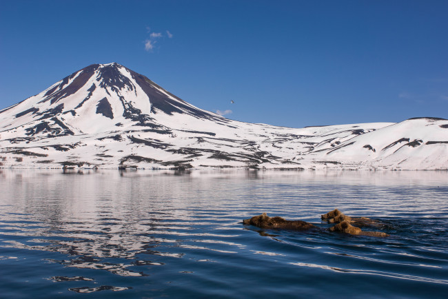 Обои картинки фото животные, медведи, заплыв, камчатка, природа, горы, снег, вода