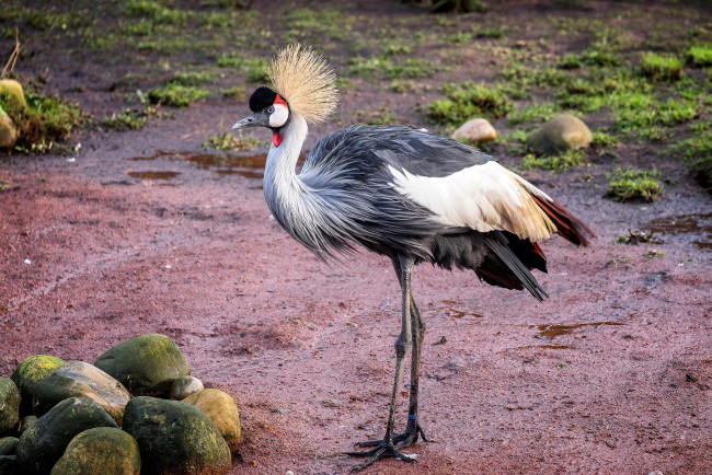 Обои картинки фото животные, журавли, птица, серый, журавль