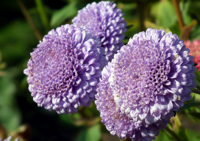 Обои картинки фото цветы, астры, макро