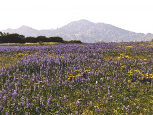 Картинка природа луга цветы луг горы