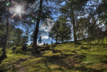 Картинка природа лес простор