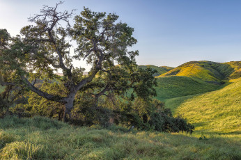 Картинка природа деревья простор