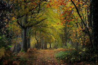 Картинка природа лес простор